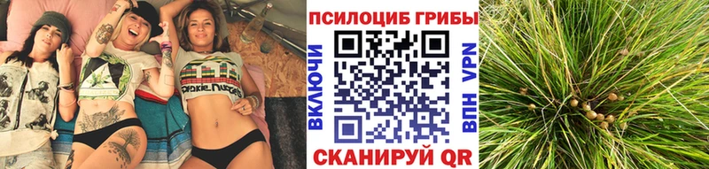 Псилоцибиновые грибы Psilocybine cubensis  Мурино 
