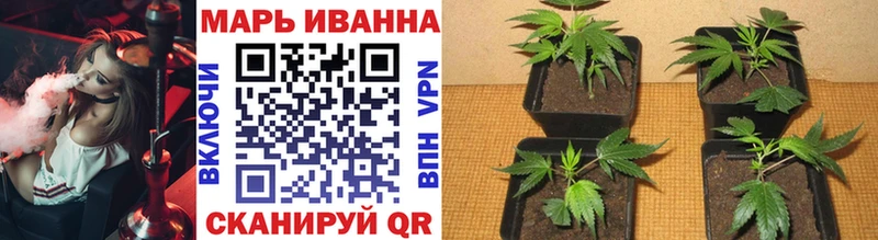 где найти   Мурино  Каннабис индика 